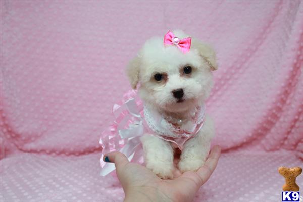lvpuppyheaven Picture 2